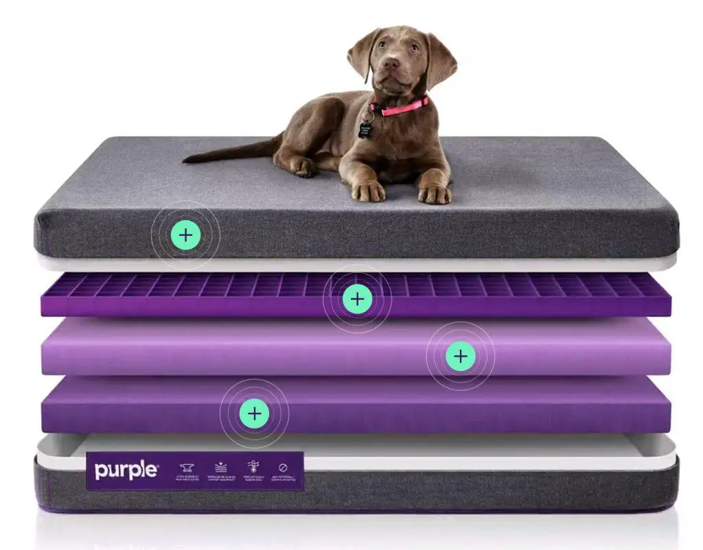size-chart-purple-pet-bed-mattress-dimension-chart