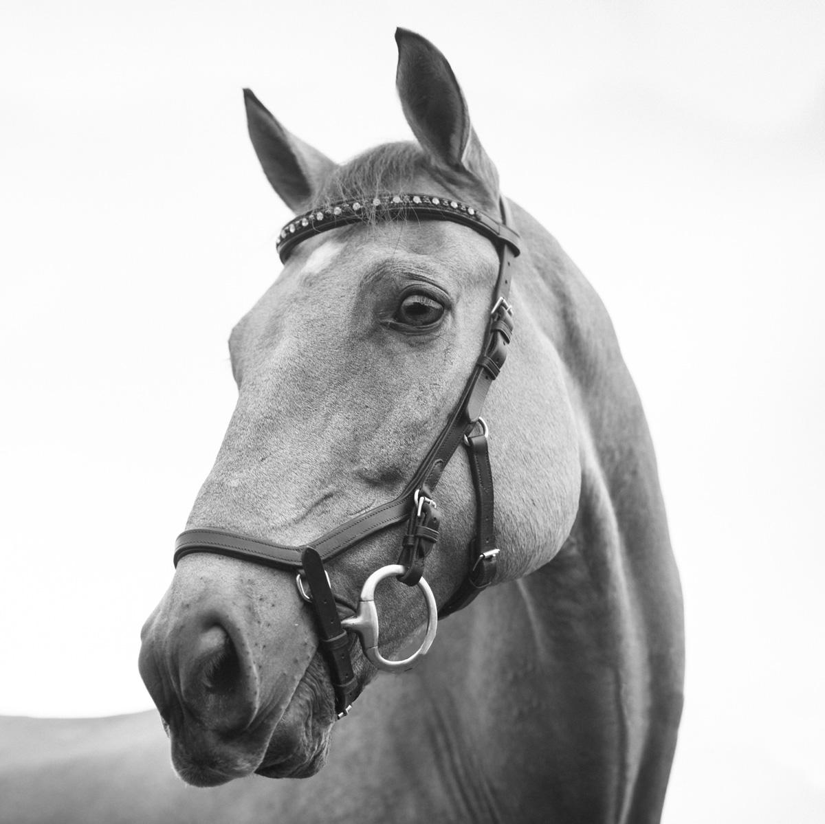 Horse Bridle Size chart & How to Measure for a Perfect Fit Horse Bridle