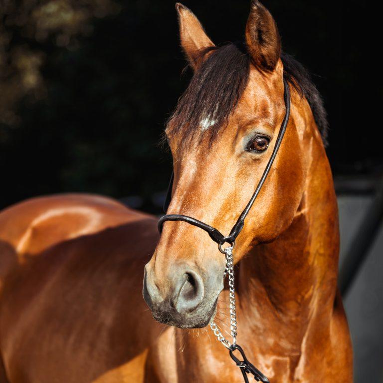 horse-blanket-size-chart-and-fitting-guide-to-keep-your-horse-dry-warm