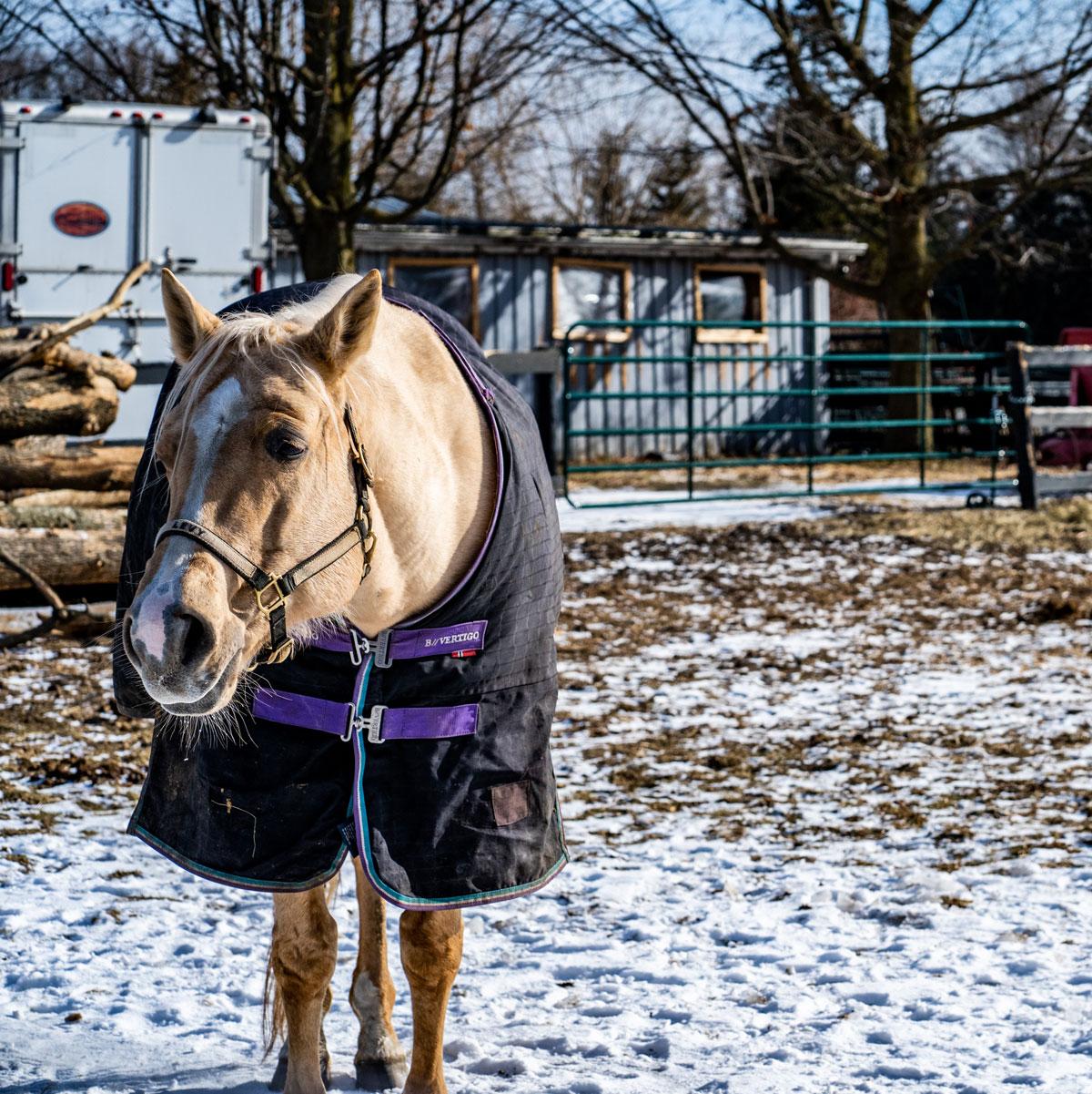 Horse Blanket Size Chart and Fitting Guide to keep your horse dry & warm