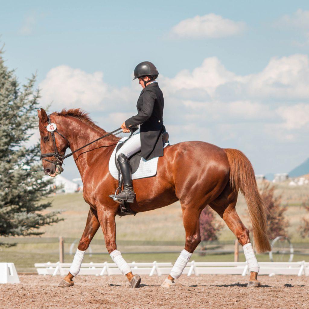 Horse Blanket Size Chart and Fitting Guide to keep your horse dry & warm