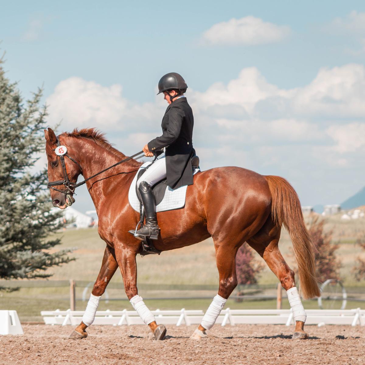 Horse Size Charts the complete overview When size