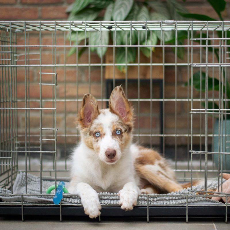 Dog House Size Chart by breed