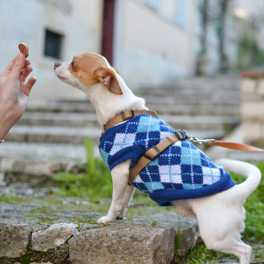 Dog Leash Size Chart the perfect length, width from puppies to big dogs