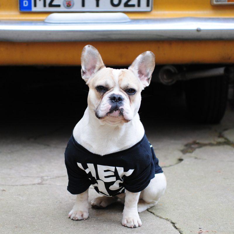 Dog Vest Size Chart For dog vests, dog coats and much more