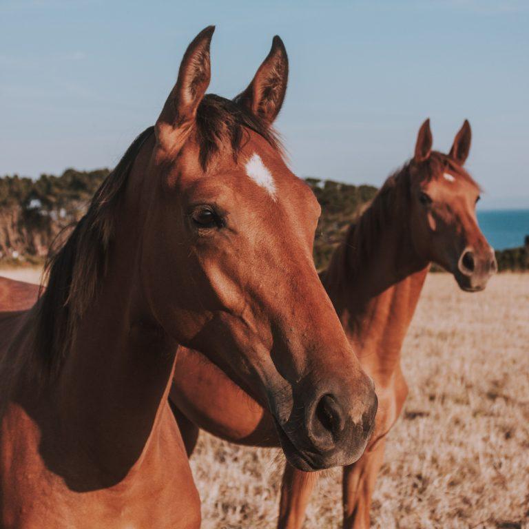 Horse Bridle Size chart & How to Measure for a Perfect Fit Horse Bridle