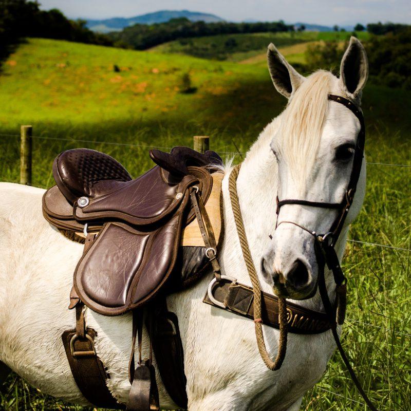 Horse Saddle Size chart Find your English or Western Saddle Size