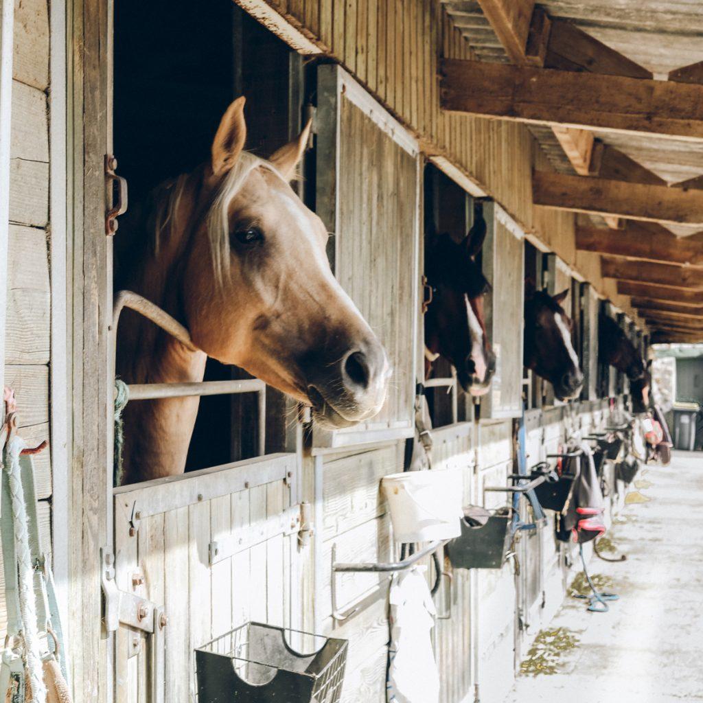 Horse Size Charts The Complete Overview Size Charts When Size 