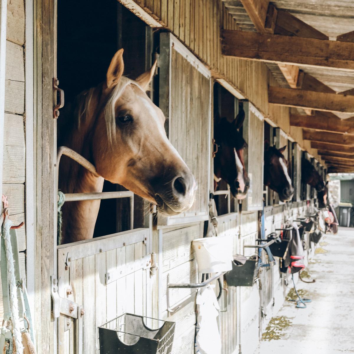 horse-blanket-size-chart-and-fitting-guide-to-keep-your-horse-dry-warm