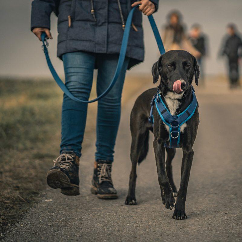 Dog Kennel Size Chart Find the right sized Kennel for your dog breed