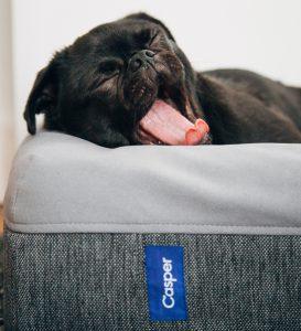 casper-dog-bed-mattress-size