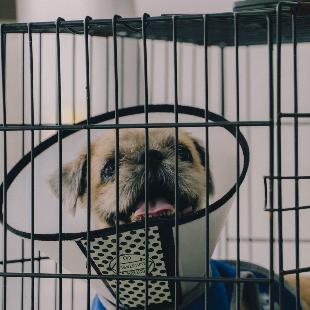 Dog Kennel Size Chart Find the right sized Kennel for your dog breed