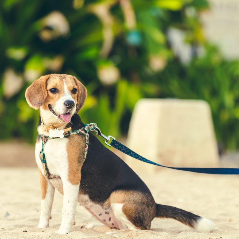 Dog Kennel Size Chart Find the right sized Kennel for your dog breed