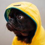 dog-raincoat-size-chart