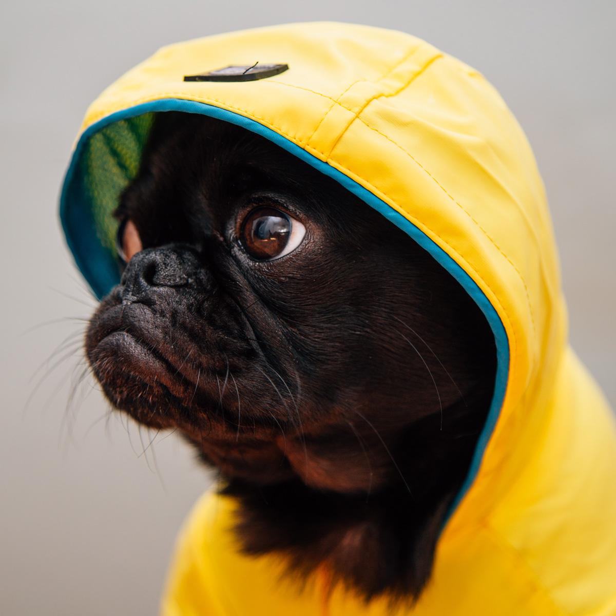 Dog Raincoat Size Chart How to find out the best size for your dog