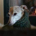 dog-turtleneck-sweater-size-chart