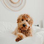 goldendoodle-sizes-chart-and-interesting-facts