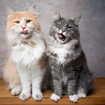 maine-coon-size-chart-and-interesting-facts