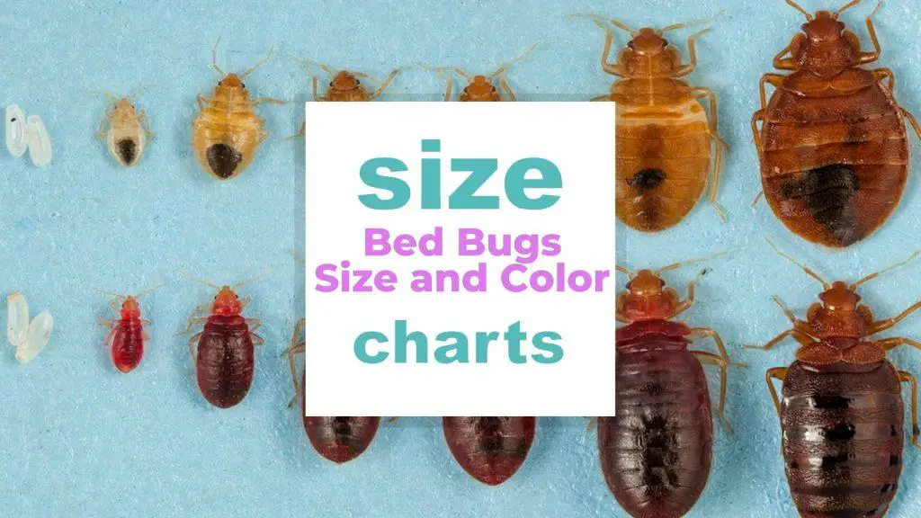 bed bugs size and color size-charts.com
