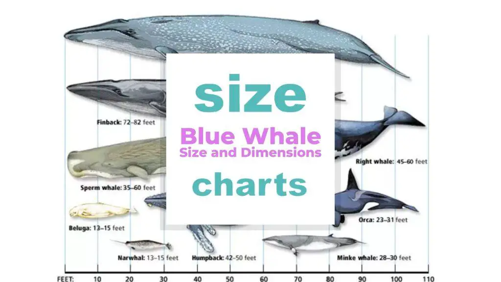 Blue Whale Size and Dimensions size-charts.com