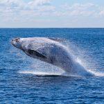 blue-whale-size-and-dimensions