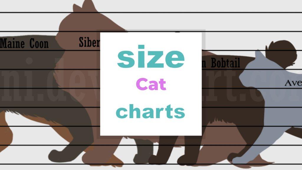 Cat Size Chart and Why It Is Important? size-charts.com