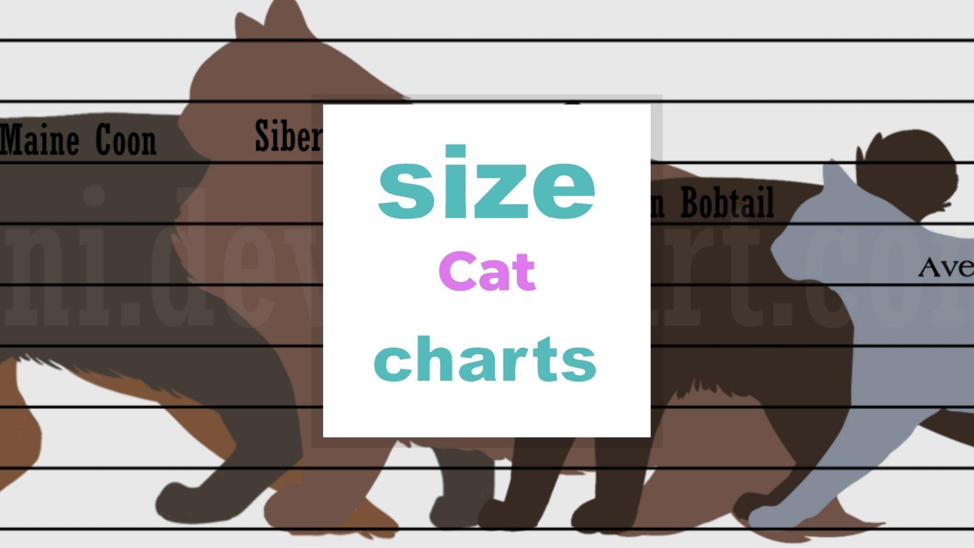 cat-size-chart-and-why-it-is-important-size-charts