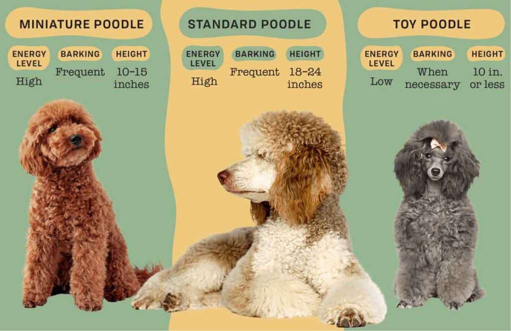 Toy Poodle Size Chart by Age How big will a Toy Poodle get?