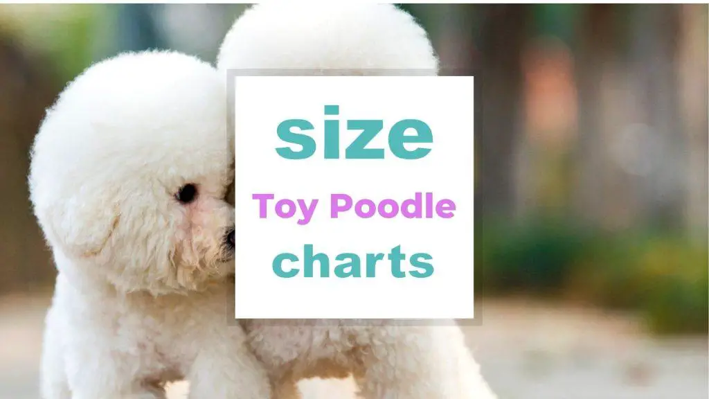 Toy Poodle Size Guide size-charts.com