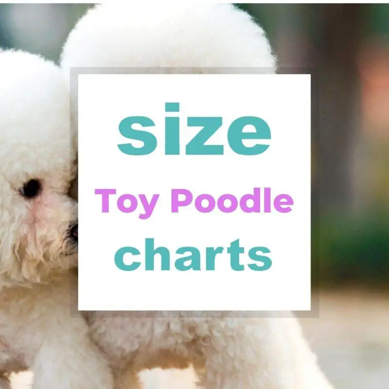 Dog Kennel Size Chart: Find the right sized Kennel for your dog breed