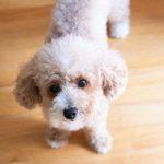toy-poodle-size-guide