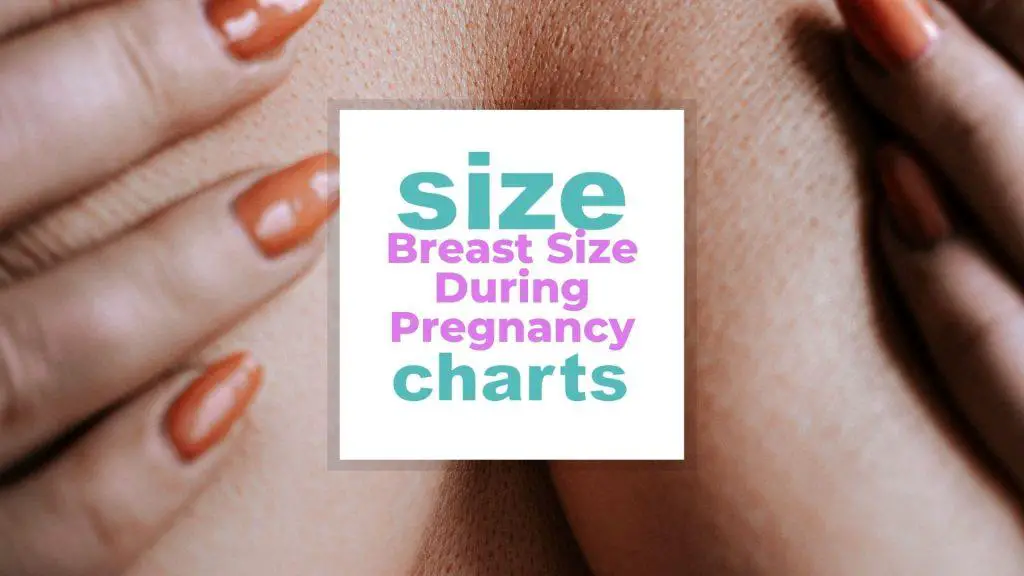 Breast Size During Pregnancy: What to Expect size-charts.com