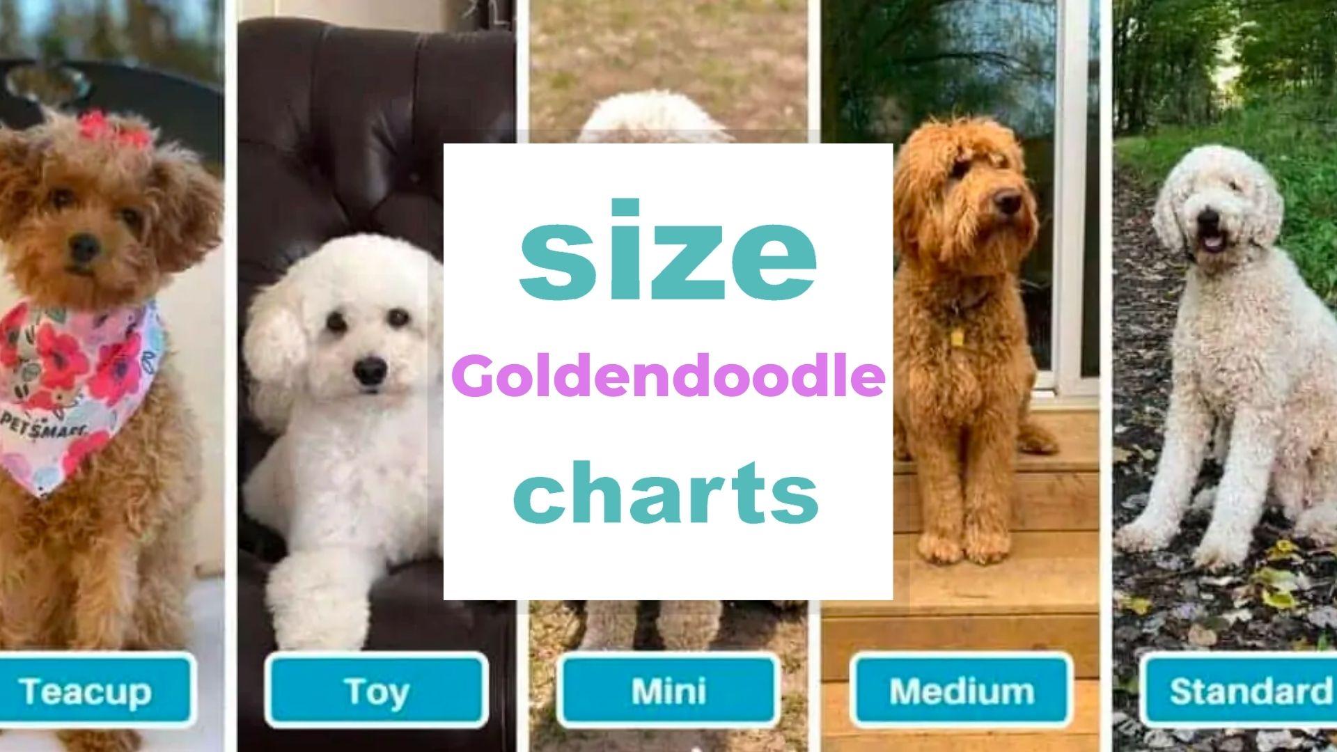 Goldendoodle Sizes Chart - What size Goldendoodle is Best?