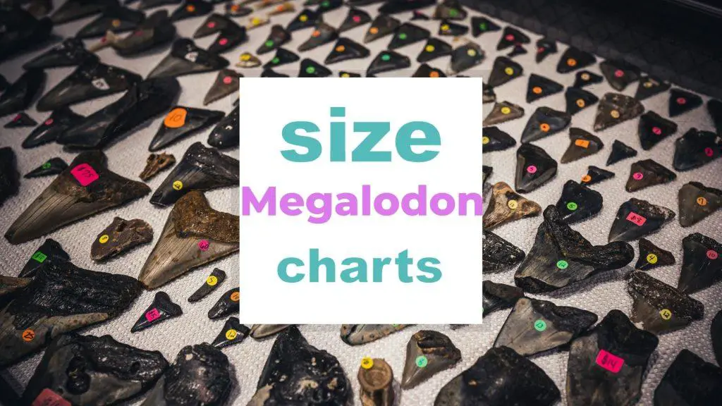 Megalodon Size Chart: How Big Is It? size-charts.com